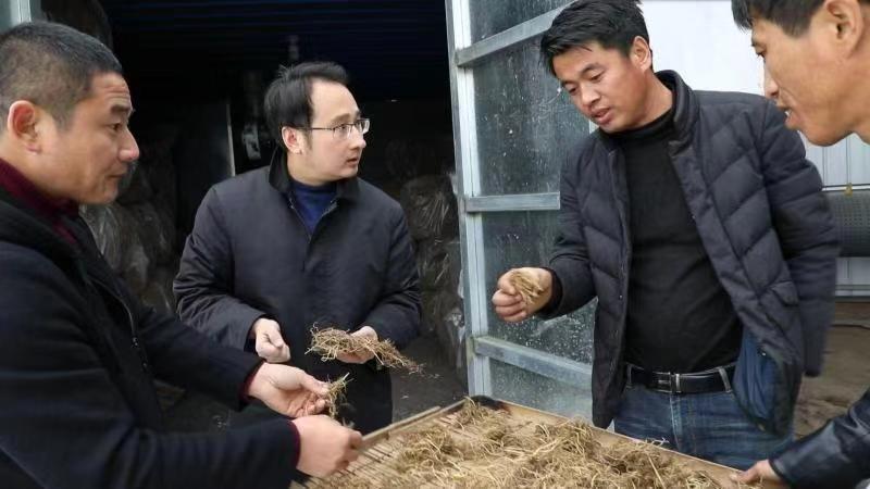 姚磊(左二)與村干部研究龍膽草中藥材