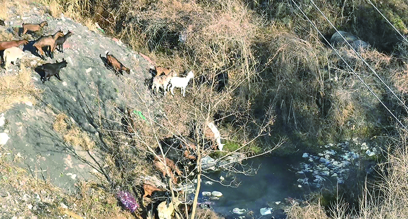 頭題圖2，無人機(jī)在山中找到走失羊群