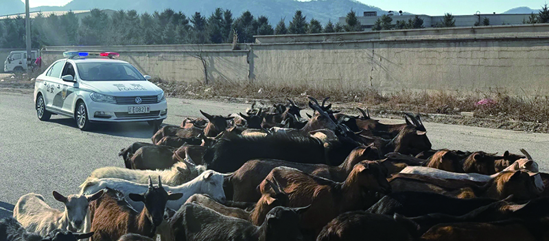 頭題圖3，警車護(hù)送羊群回家